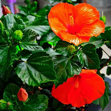 Microapartment Suni * Split